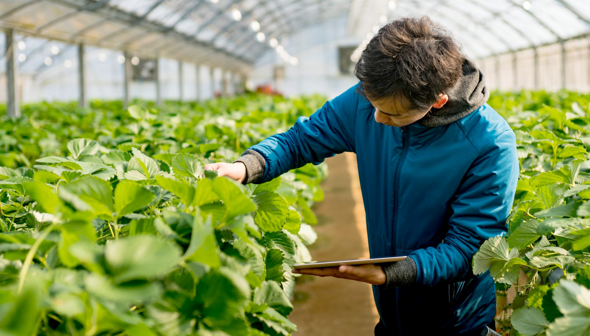 Industrial agriculture